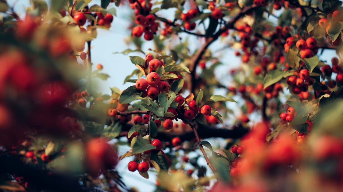 Rosehip Oil: An Ancient Remedy and Modern Skincare Marvel